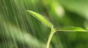 初期雨水什么情形下需納入排污許可？